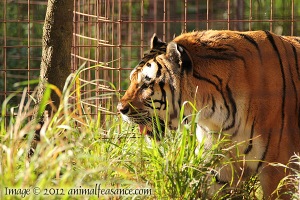 Alex the tiger at Big Cat Rescue in Tampa, FL.