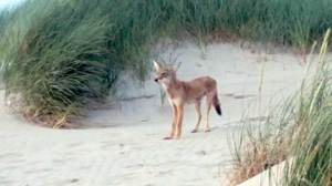 Nehalem Bay State Park coyote