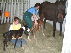 Twin Foals Born at OSU