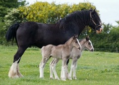 Twin Shire Foals in Wales