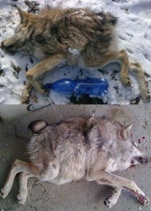 Deformed+wolf.+A+wolf+taken+down+by+hunters+in+Russia_7e8c75_4766173