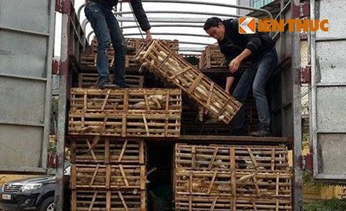 Cages of living cats smuggled from China are loaded off a truck in Hanoi on January 27, 2015. Photo credit: Kien Thuc