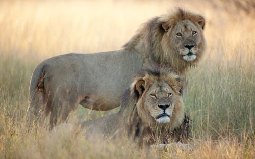 Cecil (lying down) and Jericho, two named lions in Hwange National Park in Zimbabwe.  Photo: Brent Stapelkamp